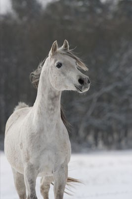 Obrazek